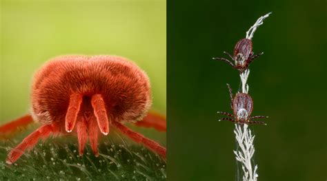 Clover Mites Vs Chiggers – What are the Differences? | Empire Pest ...