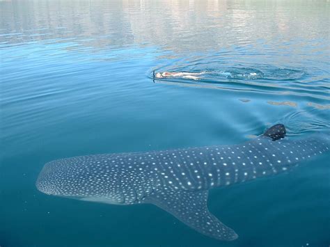 Observa de cerca al Tiburón Ballena en Holbox | gtoviaja | Revista de ...