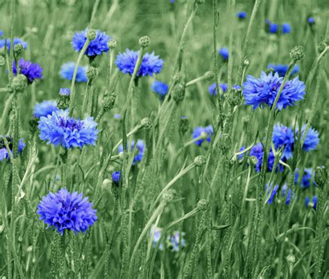 Cornflower Blue Tall Seeds - Centaurea Cyanus