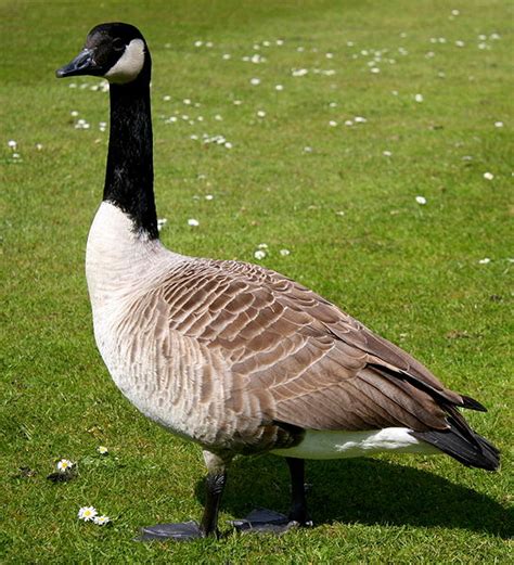 Canada geese love to go where humans go