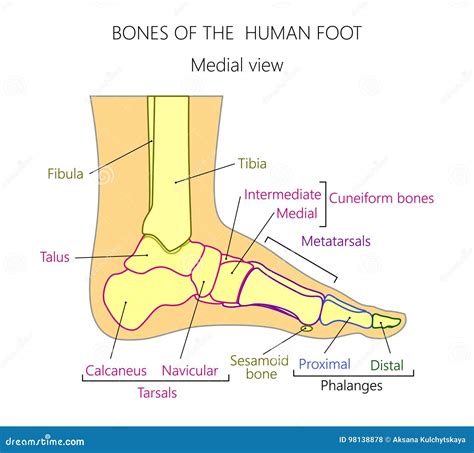 Medial Foot Anatomy