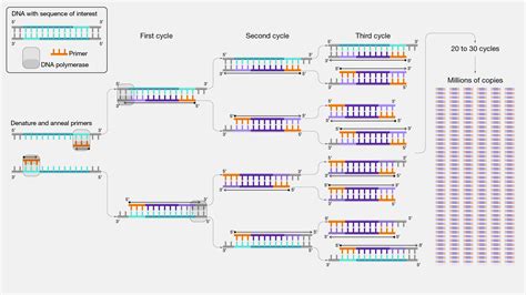 Primer Definition, Primer Design, Types, Online Tools, Uses