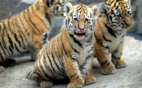 61 best orange tiger cubs images on Pinterest | Baby tigers, Tiger cubs ...