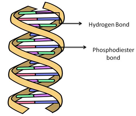 The two strands of DNA are held together by bonds of(a) Nitrogen(b ...