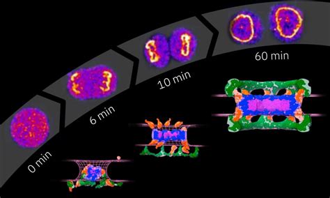 Step-by-step guide to nuclear pore complex assembly | EMBL