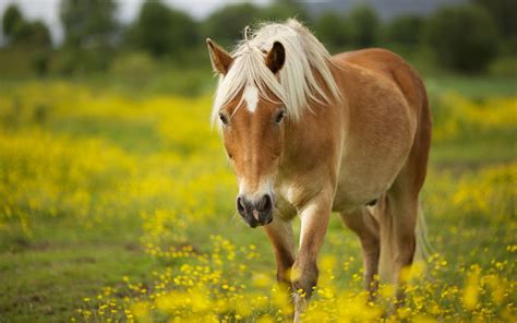 Horse Wallpapers - Wallpaper Cave