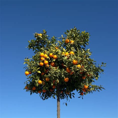 10 Best Fruit Trees to Grow at Home | Family Handyman