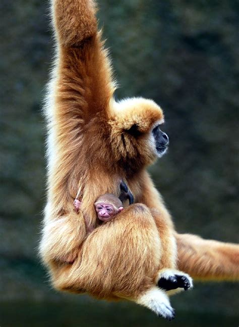 Gibbon monkey Mom & baby | Gibbon monkey Mom & baby at Everl… | Flickr