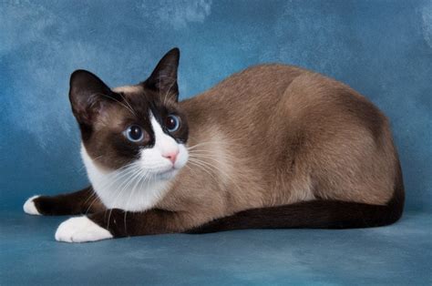 10 Things You Should Know About The Snowshoe Cat