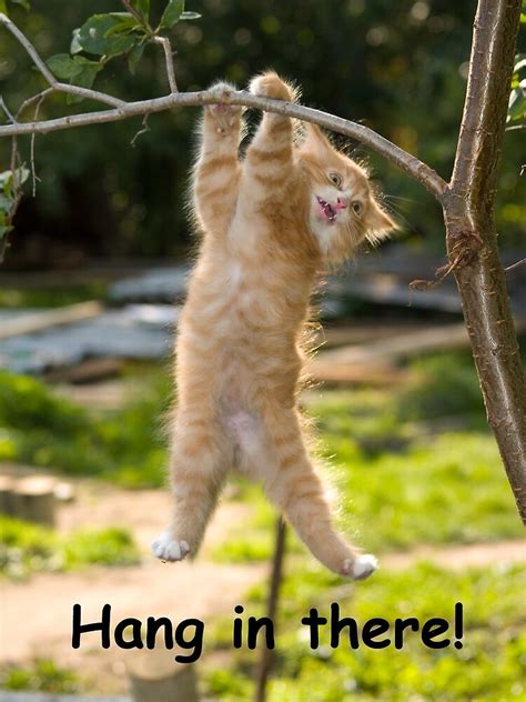 "Hang in There Cat Poster - Perfect Funny Motivational Poster For Home ...