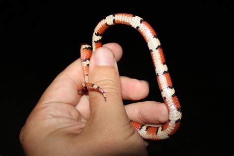 Scarlet Kingsnake – Florida Snake ID Guide