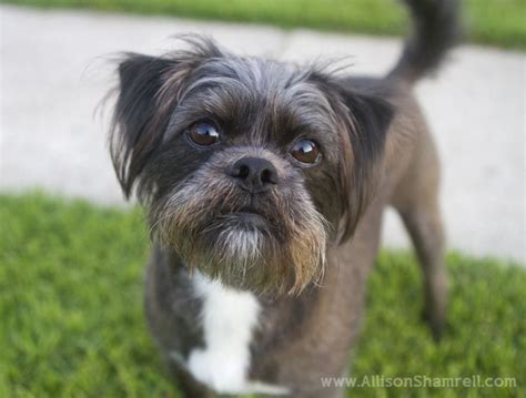 Affenpinscher Mix | Affenpinscher, Affenpinscher dog, Dog breeds