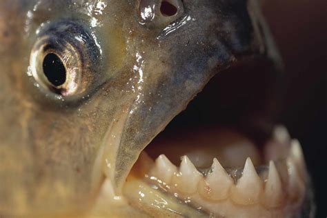 12 Piranha Facts to Sink Your Teeth Into