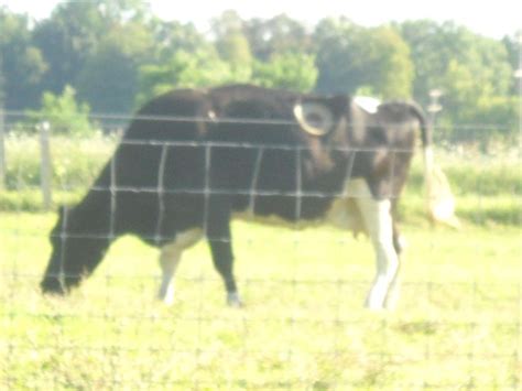 Hole-Y Cow! A "fistulated" cow in the meadow | Cornell university, Cow ...