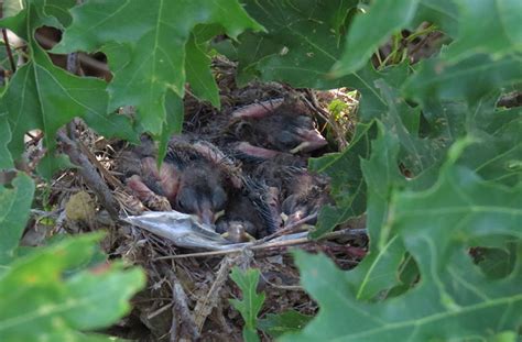 October 2017 | Field Notes: Blue Grosbeak Nesting Successfully in ...