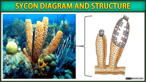 Sycon Diagram, Structure and Reproduction | Free Biology Notes - Rajus ...