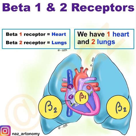 Beta 1 and 2 receptors - MEDizzy