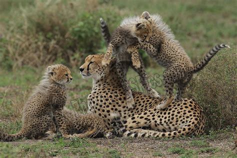 Cheetah Cubs Playing, Serengeti National Park, Tanzania | Cheetah cubs ...