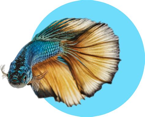 New Pet Guides: Freshwater Fish | Petco