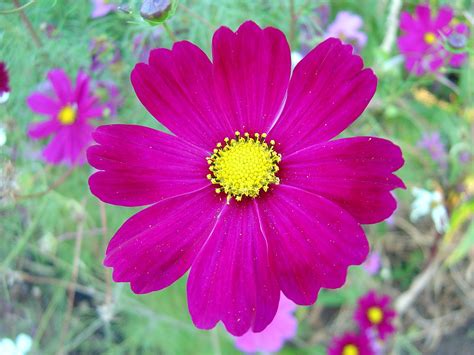 File:Dark pink cosmos flower.jpg - Wikimedia Commons