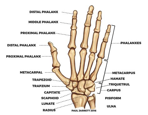 Hand & Wrist Anatomy - Dr Paul Jarrett