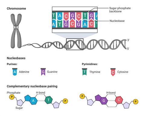 Genes and Loci- A Complete Guide