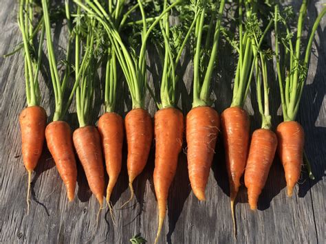 Carrot - Danvers 126 - Deep Harvest Farm