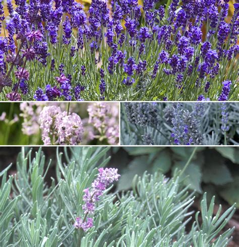 Multiple Varieties | Lavender | Shades of Green Inc.