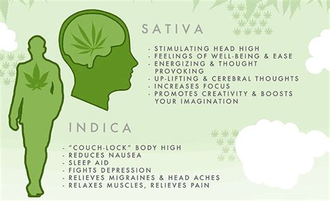 Sativa and Indica Marijuana Strain Effects