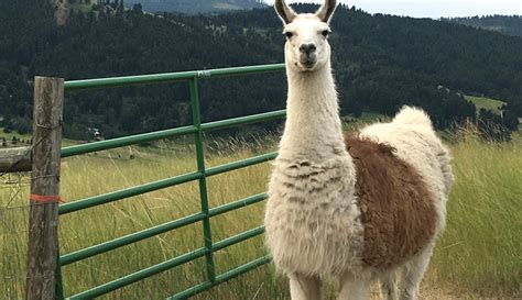 Llamas Make Great Small-Farm Livestock - Hobby Farms