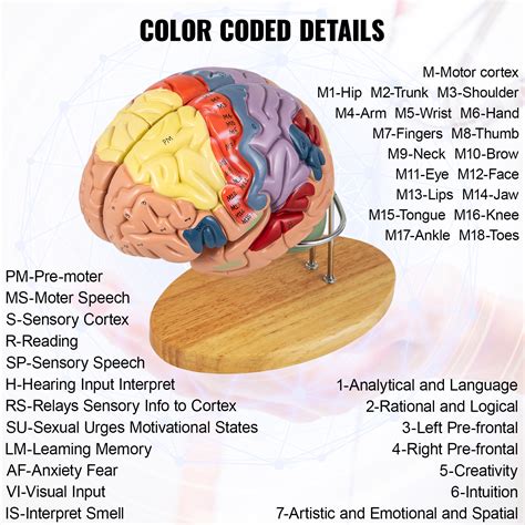 VEVOR Human Brain Model Anatomy 4-Part Model of Brain w/Labels ...