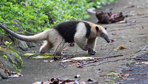 Northern tamandua – Epic Adventures Costa Rica