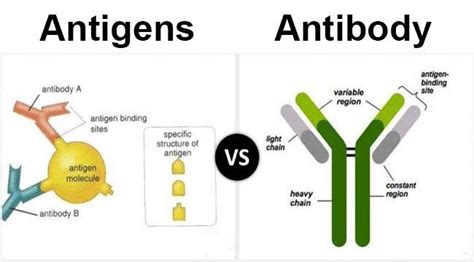 Differences between antigen and antibody - Microbiology Notes # ...