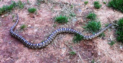 Eastern Milk Snake: Docile Predator with Unique Hunting Behavior