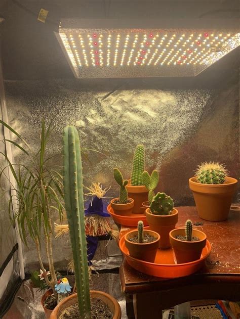 Cactus indoors under led grow light : r/sanpedrocactus