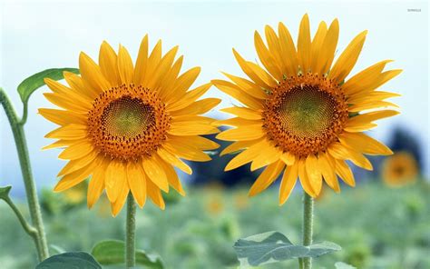 Sunflowers Wallpaper (61+ images)