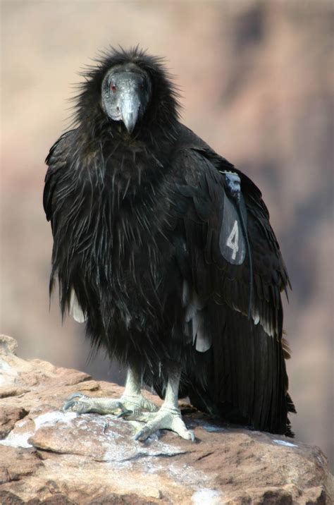 Environmental group renews call for ban on lead ammunition in condor’s ...