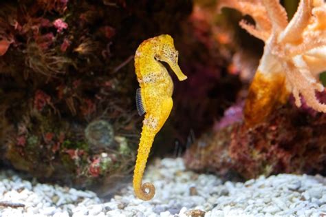 Exploring the Enchanting World of the Seahorse Habitat - Interesting ...