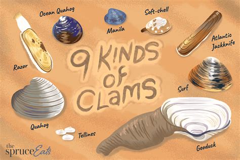 Types, Varieties, and Cooking Suggestions for Clams