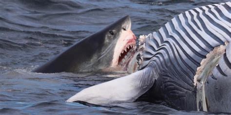 18-Foot Great White Shark Eats Dead Whale Off Cape Cod - Business Insider