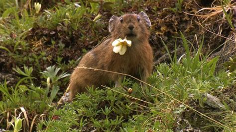 Siberia Photos - Wild Russia - National Geographic Channel - Middle ...