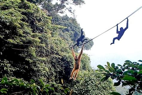 Artificial arboreal rope highway to join up fragmented gibbon habitat ...