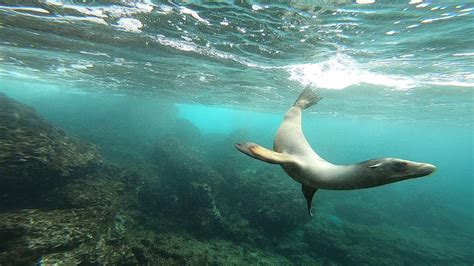 Sea lion swimming - YouTube