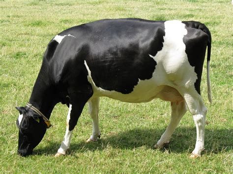 The Cow | Useful And Lovely Animal | Animals Lover