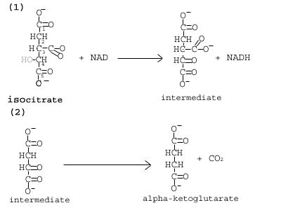 Biology: Siklus Asam Sitrat