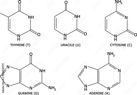 Thymine Molecule