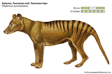 Why is the thylacine extinct? | Britannica