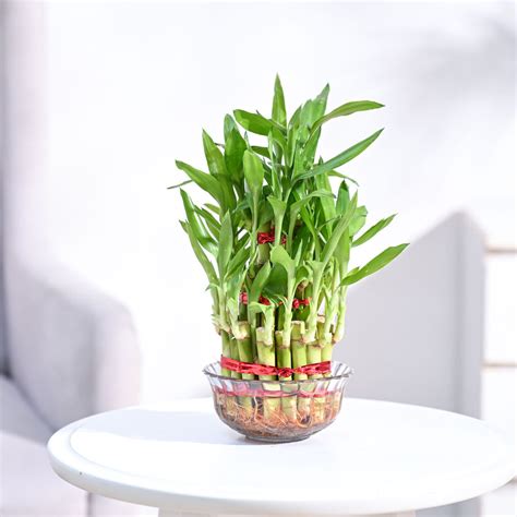 Lucky Bamboo Plant - 3 Layer