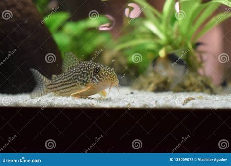 Beautiful Little Catfish Close Up Stock Photo - Image of plants, tree ...