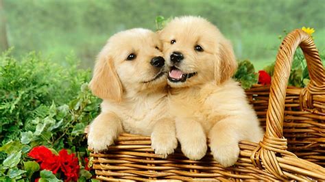 Cute Puppy Desktop Wallpapers on WallpaperDog